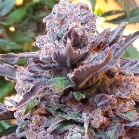 Purple Strawberry Bliss > Pheno Finder Seeds